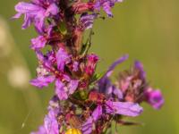 Vierfleckkreuzspinne Weibchen